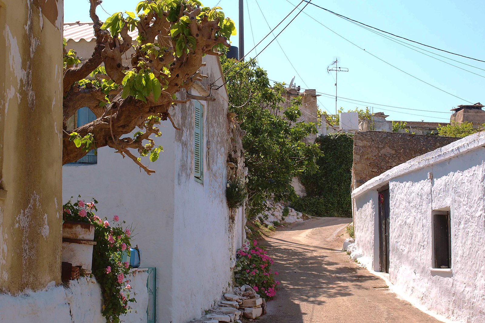A whitewashed lane in Kokkino Chorio, with an old vine over a doorway and geraniums against the wall