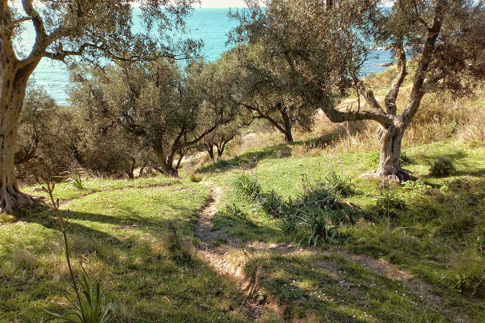 A path winding through ancient olive trees on a green spring hillside, with the sea visible beyond