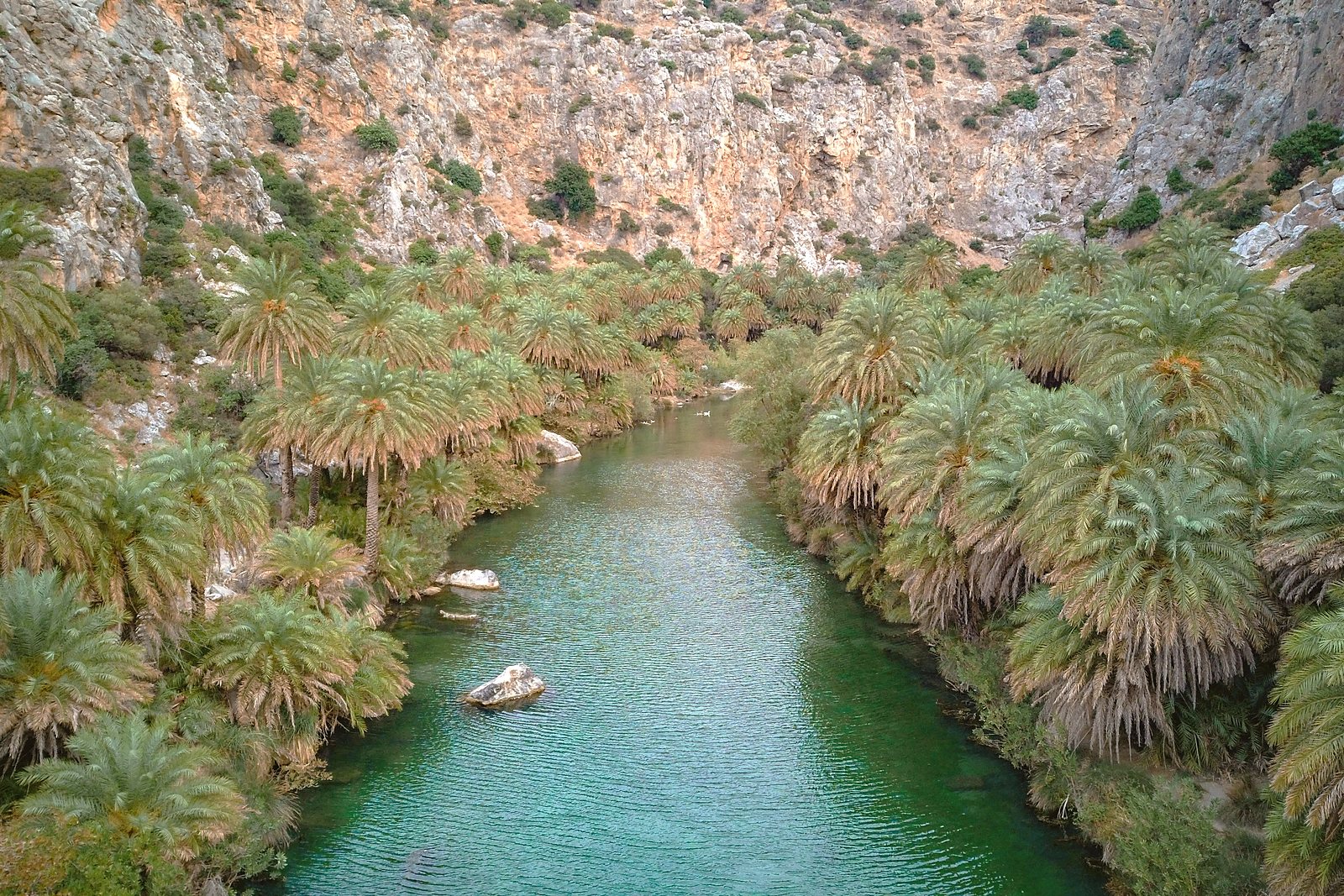The palm forest at Preveli, where the river runs between dense stands of Cretan date palms below the gorge walls