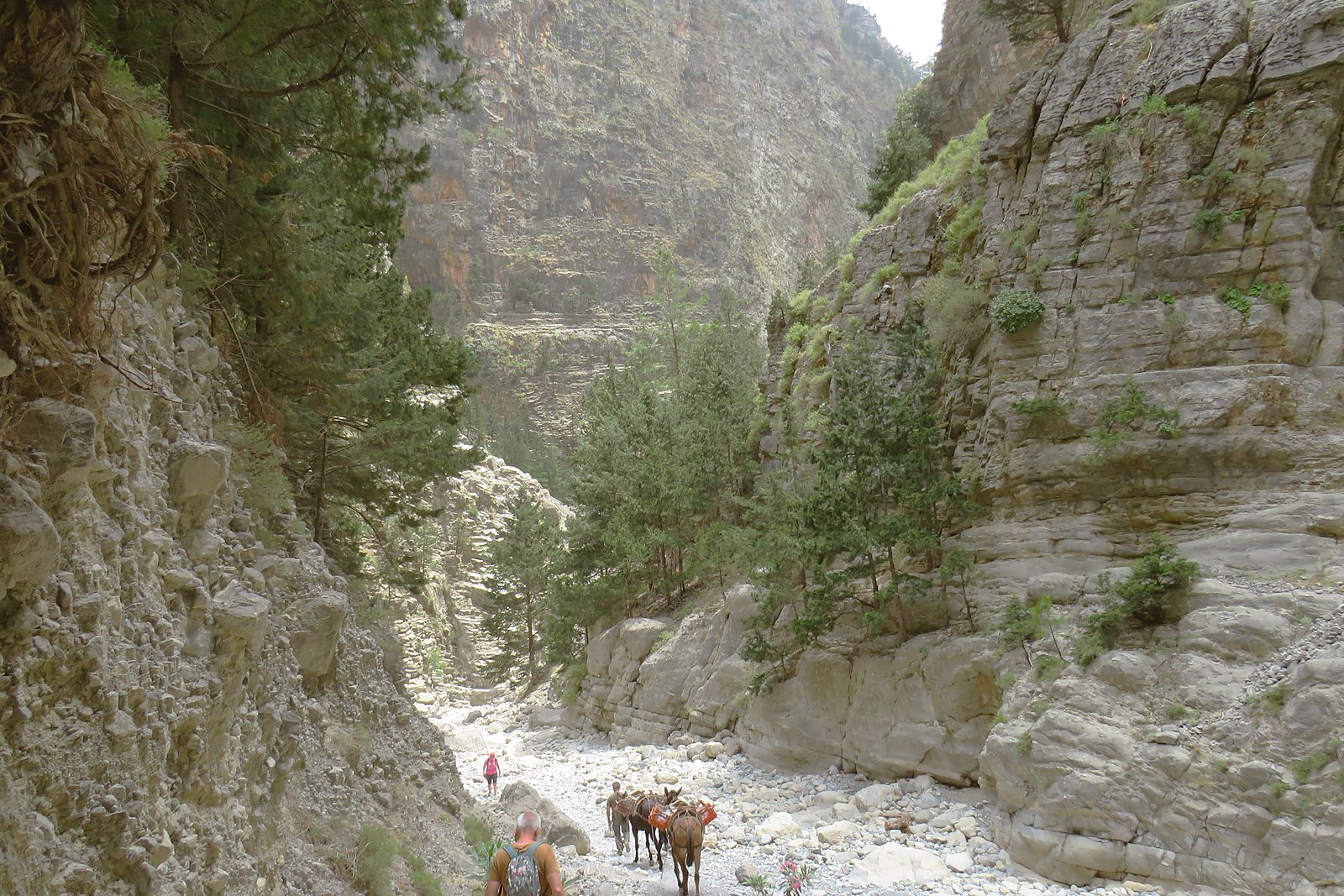 Walkers and pack donkeys on the stony floor of the Samaria Gorge beneath its towering limestone walls