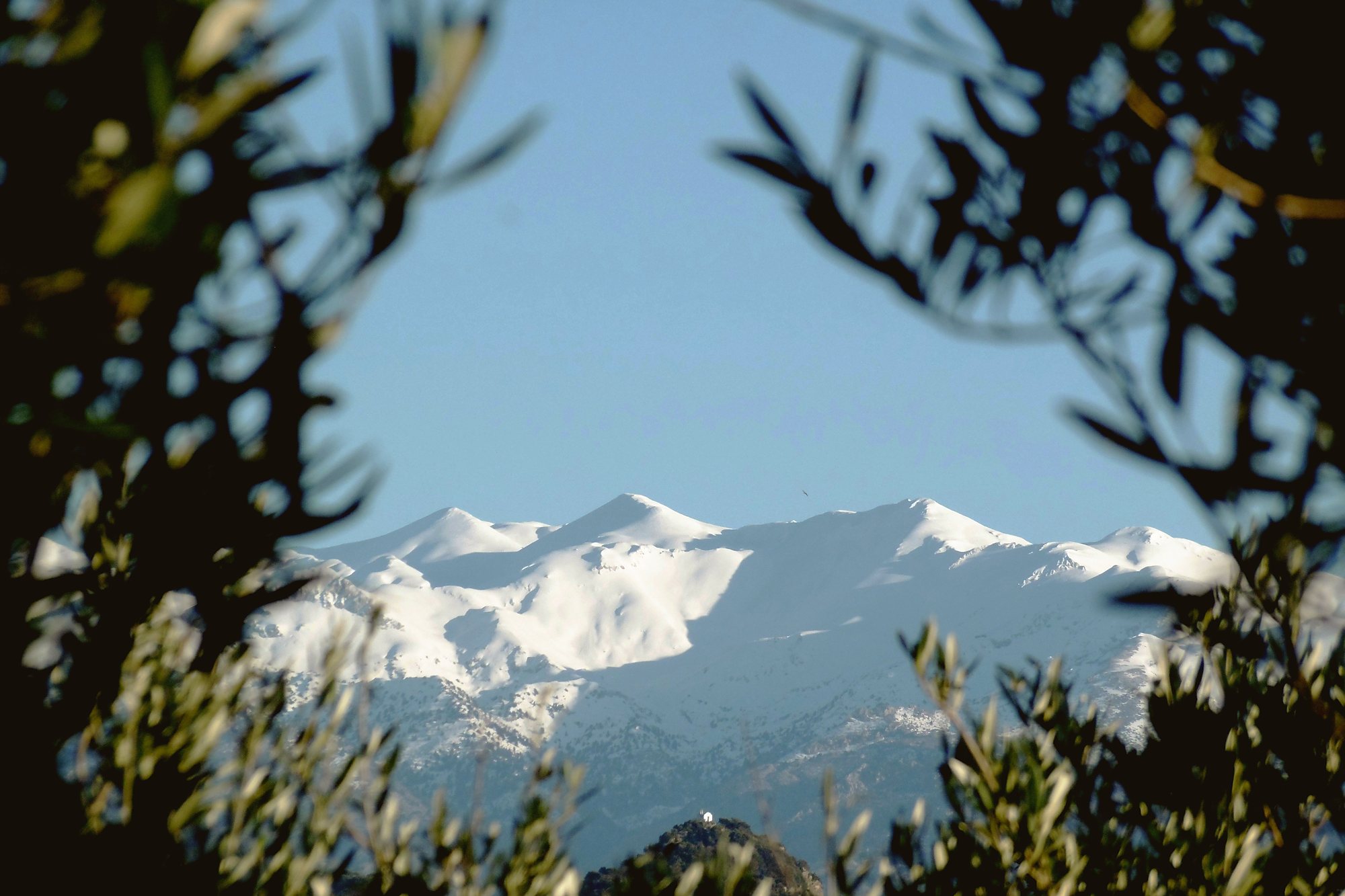 The snowcapped peaks of the White Mountains seen through the silver leaves of an olive tree
